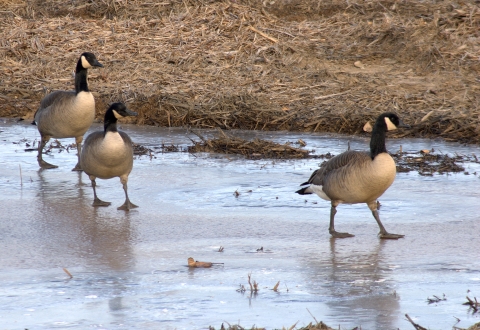 3 geese with black and white necks and heads step across shallow water or thin ice.
