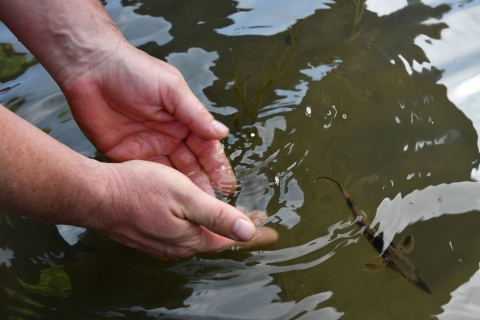 Two hands dip into river water as a small armored fish swims away.