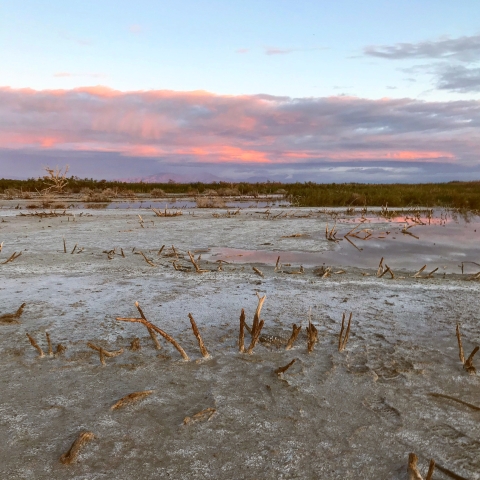 Sunrise at the Salton Sea over the exposed playa with a cattail marsh encroaching in..