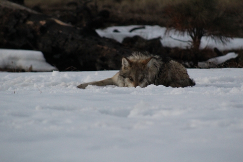 A Mexican wolf laying in the snow
