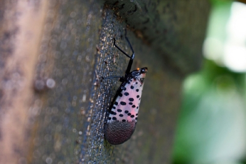 a winged lantern fly perches on the side of a house