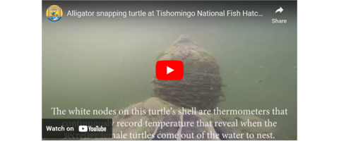 view of Youube interphase. Text: "Alligator snapping turtle at Tishomingo National Fish Hatchery. The white nodes on this turtle's shell are termometers that record termperature that reveal when the turtles come out of the water to nest. Watch on YouTube."