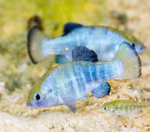 Small blue striped fish in water