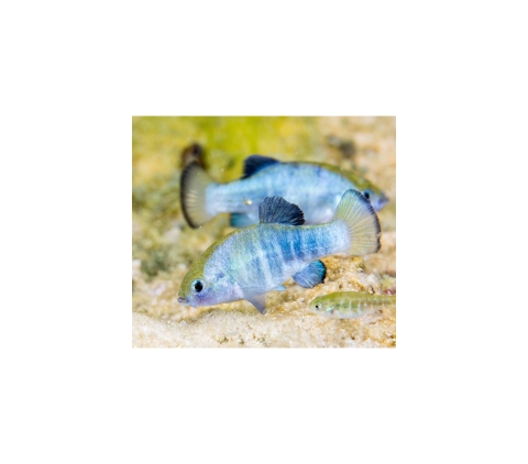 Small blue fish in water