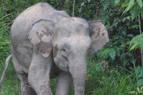 A gray elephant with a large domed head and relatively small ears in natural habitat, green, lush.