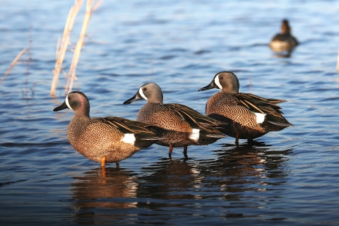 Blue-winged Teal standing in the water 3 in a row, side by side.