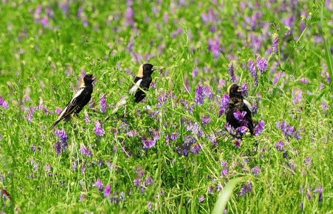 Three Bobolinks sitting in a field of purple wild flowers singing