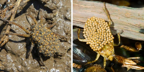 two photos one on the left is a spider covered in baby spiders and the one on the right is a water bug with eggs on its back