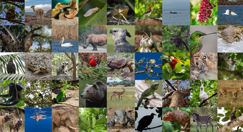 Collage of species that are related to or impacted by the convention. Very colorful, includes zebras, red parrots, rhinos, lizards, sea turtles underwater, polar bears swimming, and more.