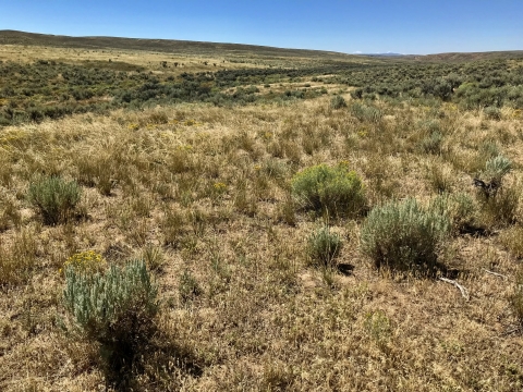 field of sagebrush on a clear, blue sky day