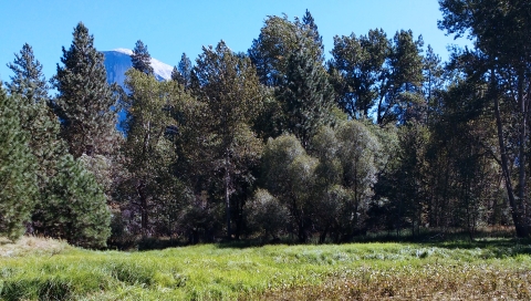 A mixed group of trees with a variety of species and ages at the edge of a wetland