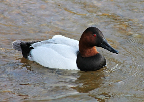 Canvasback duck close-up swimming slowly in the water.