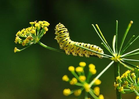 Caterpillar crawling on a flower stem and arching it's back to look up at some tiny yellow flowers at the end of the stem.