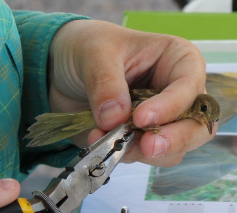 Person uses tool to place a band on a small bird's leg