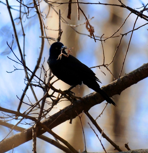 Common Grackle bird, a deep black color, in a tree after eating, still holding the legs of the bird it ate.