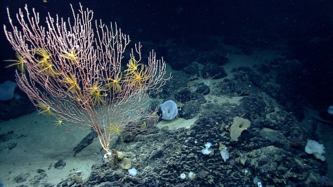a diverse cluster of deepsea corals of various shapes and colors 