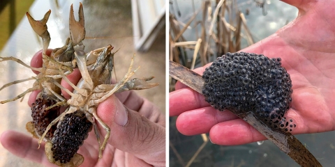 two photos, one on the left is two crayfish with black eggs on the tail and the one on the right is a hand holding a black mass of eggs