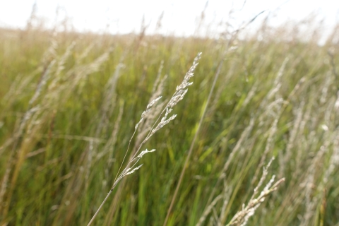 A closeup shot of a grassland