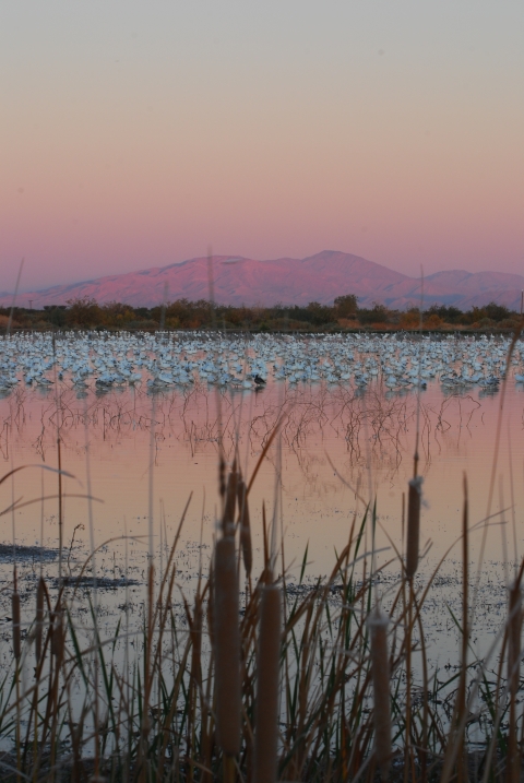 Sunset view of a flooded pond with cattails in the forefront, geese spread out throughout, and mountains in the background.