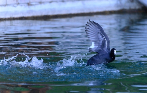 American Coot taking off in a pond.