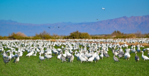 A mix of snow and Ross' geese in a cultivated ryegrass field, with some mountains in the background.