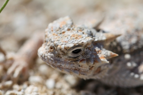 Close-up of a desert horned lizard on rocky ground