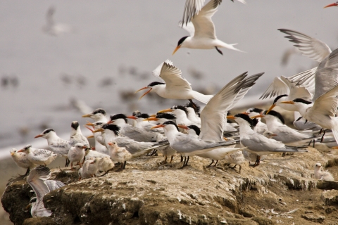 White birds with black heads and orange beaks flock on a coastal sand dune.