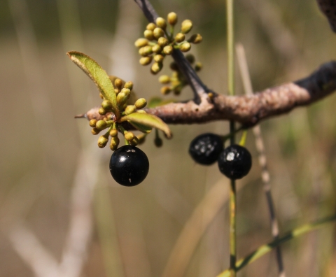 Three dark round seeds hang from a woody shrub with light green leaves.