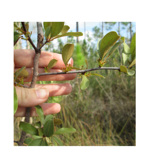 hand holding a woody shrub.