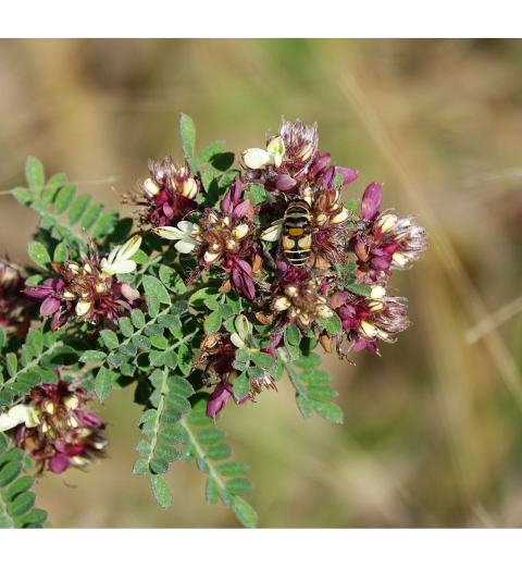 Bee on white and marron flower head