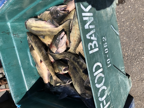 Numerous salmon lay in a bin for the food bank
