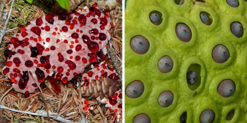 two photos, one on the left is a bleeding fungus with red liquid coming out of it and on the right is a green plant with seeds