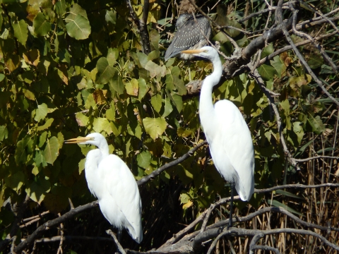 two large white birds perched on a branch