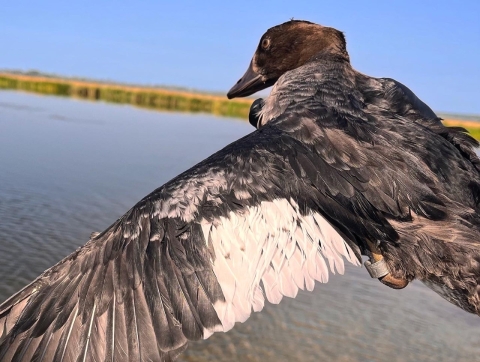 a female goldeneye is held over the water with her wing expanded