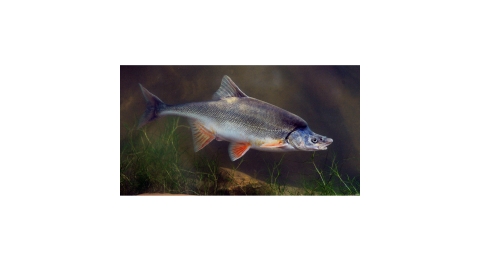 Small silver-colored fish in water