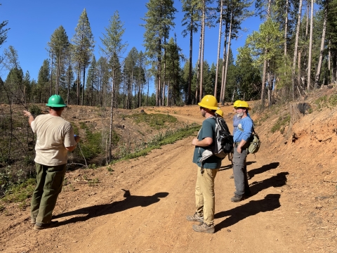 USFWS biologists in hardhats stand on a dirt road looking over a forest that has many burned trees