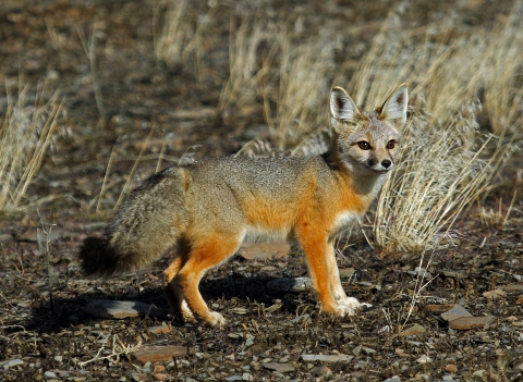 Kit Fox in Oregon