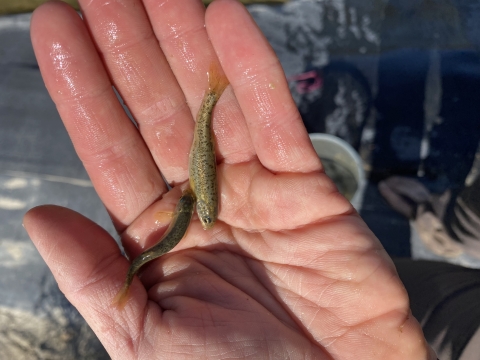 Hand holding two small fish, each smaller then the length of a finger