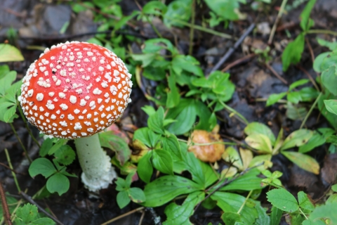 red mushroom cap with white speckles on a white stalk on the forest floor