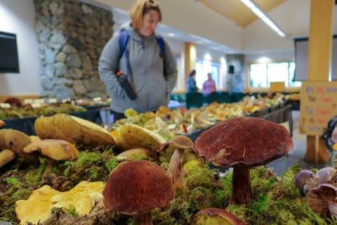 brown mushroom with a brown, velvety cap and stalk arranged on a table amidst moss and other diverse mushroom species while a person observes the arrangement
