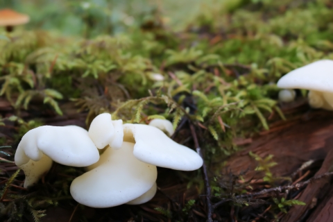 white flat fungi growing from a rotting, mossy log