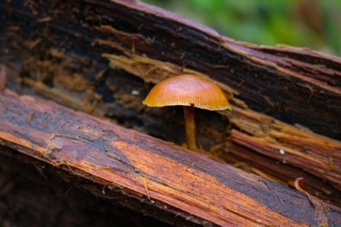 yellowish brown capped fungi with a thin brown stalk growing in a rotting piece of wood