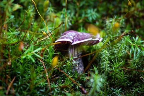 Purple, gilled mushroom cap with a white fringe on a speckled with purple white stalk growing amidst a mossy understory