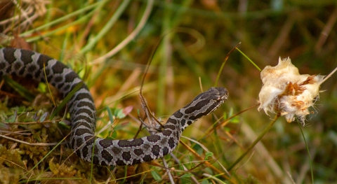 An Eastern Massasauga Rattlesnake crawls over moss