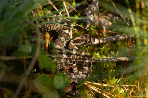 An Eastern Massasauga Rattlesnake hides in the shadows