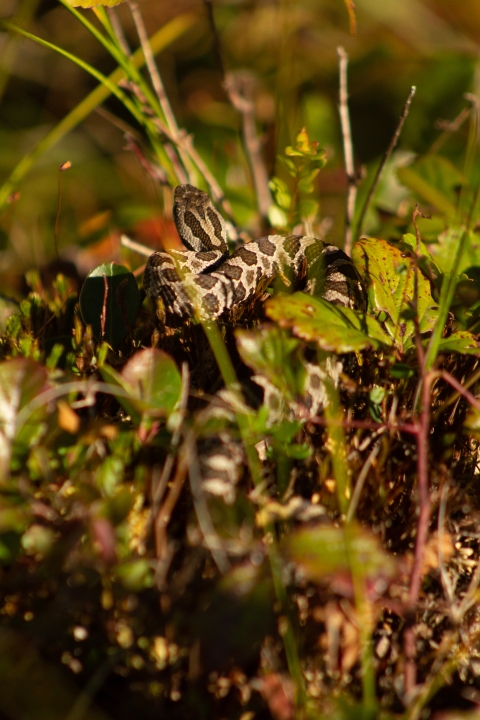 An Eastern Massasauga Rattlesnake