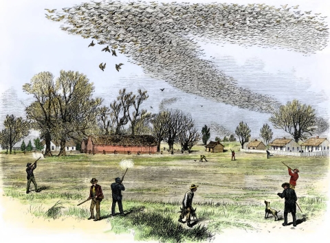 An illustration showing people shooting at a flock of birds in the sky