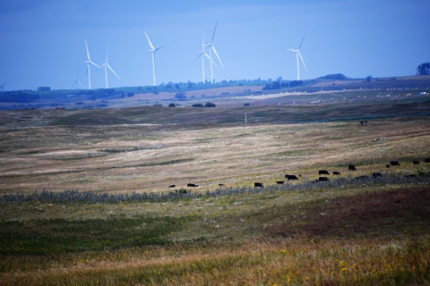 Wind turbines are visible in the background of an image of a grassland. In the middle of the image are cattle