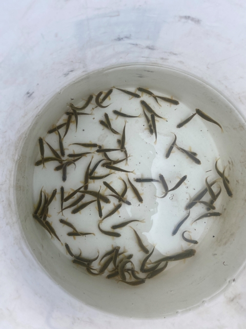 A group of small fish swimming in a bucket