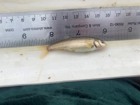 Small fish next to a ruler measuring about two inces